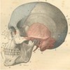 Anatomy