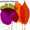 We Love Nature™ Autumn Leaves