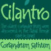 Cilantro