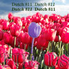 Dutch 811