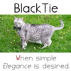 Blacktie