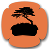 Bonsai Paufo
