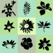 Flozo