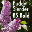 Buddy Slender