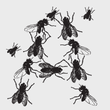 Flies