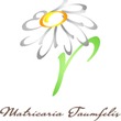 Taumfel