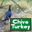 Chive Turkey JNL