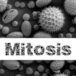 Mitosis