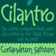 Cilantro
