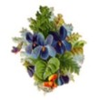Flower Essences