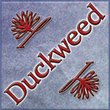 Duckweed