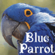 Blue Parrot JNL