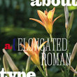Elongated Roman