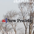 New Prairie