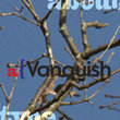 Vanquish