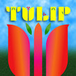 Tulip