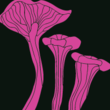 FT Funghi™