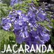 Jacaranda JNL