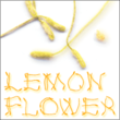 Lemon Flower™