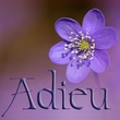 Adieu