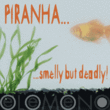 Piranha