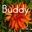 Buddy