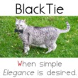 Blacktie