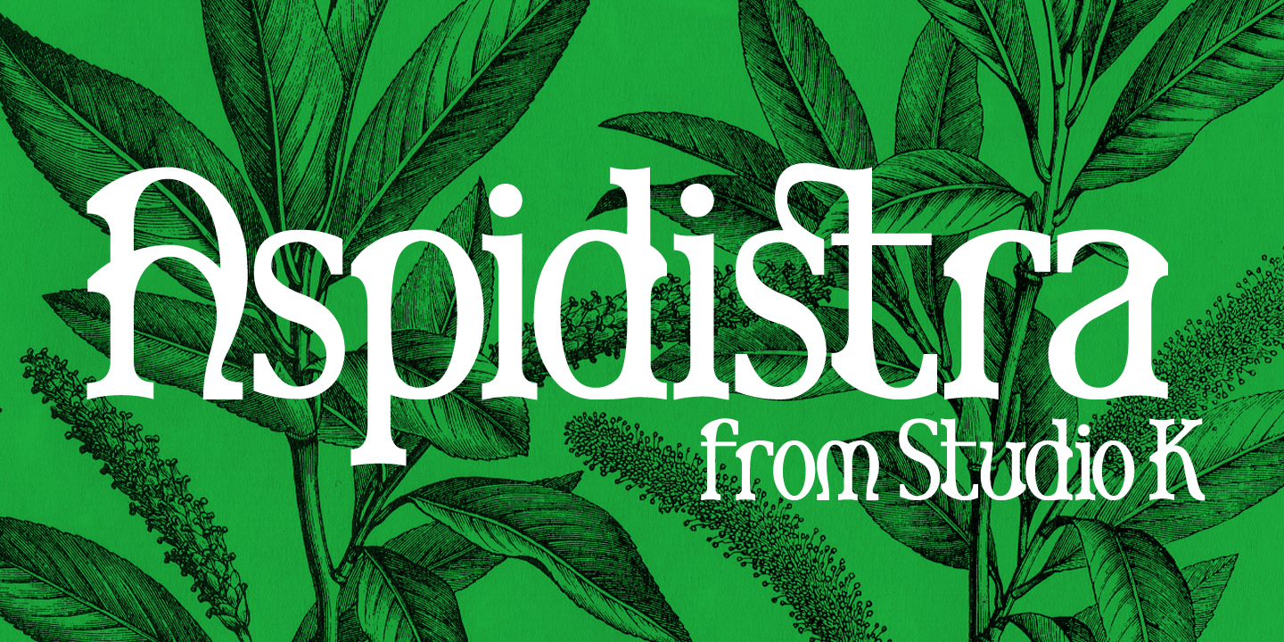 Aspidistra