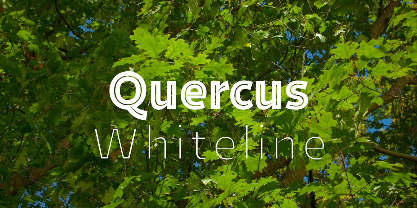 Quercus Whiteline™