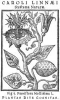 Core Kantor Passiflora