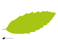 Fontfoliae