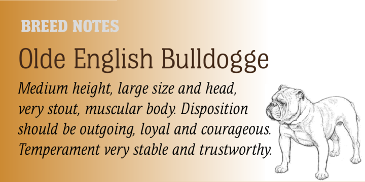 Bulldog Hunter Std®