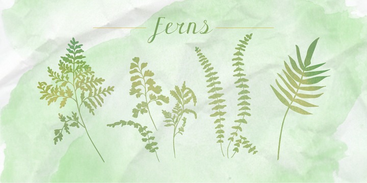 Ferns