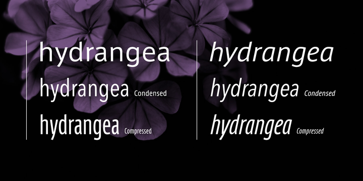 AXIS Font Latin Pro
