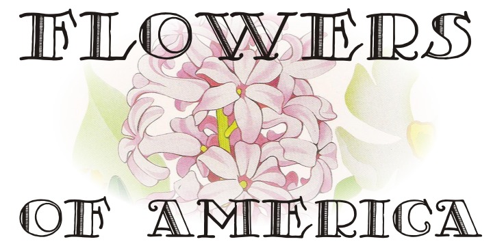 Is Not A Brazilian Font