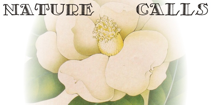 Is Not A Brazilian Font