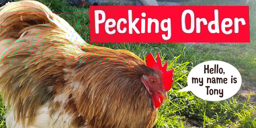 Pecking Order font