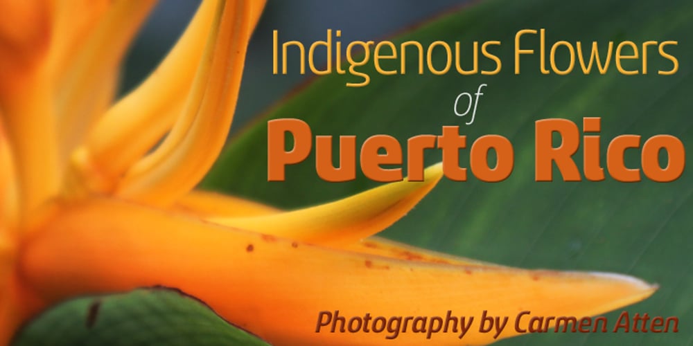 Sancoale Narrow font