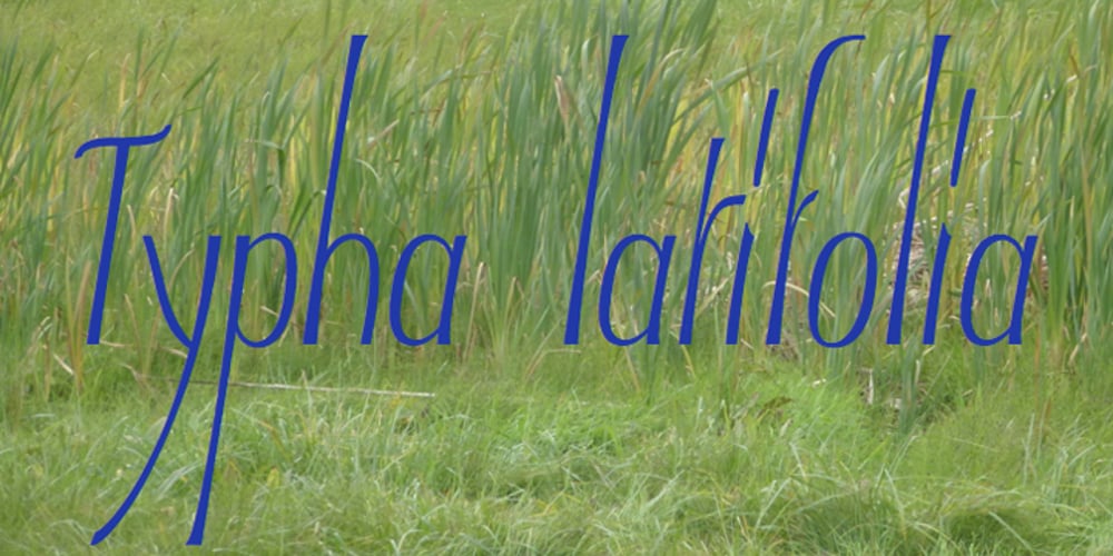 Typha Latifolia font