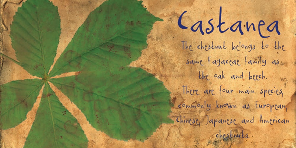 Castanea font