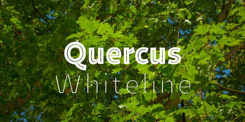 Quercus Whiteline font