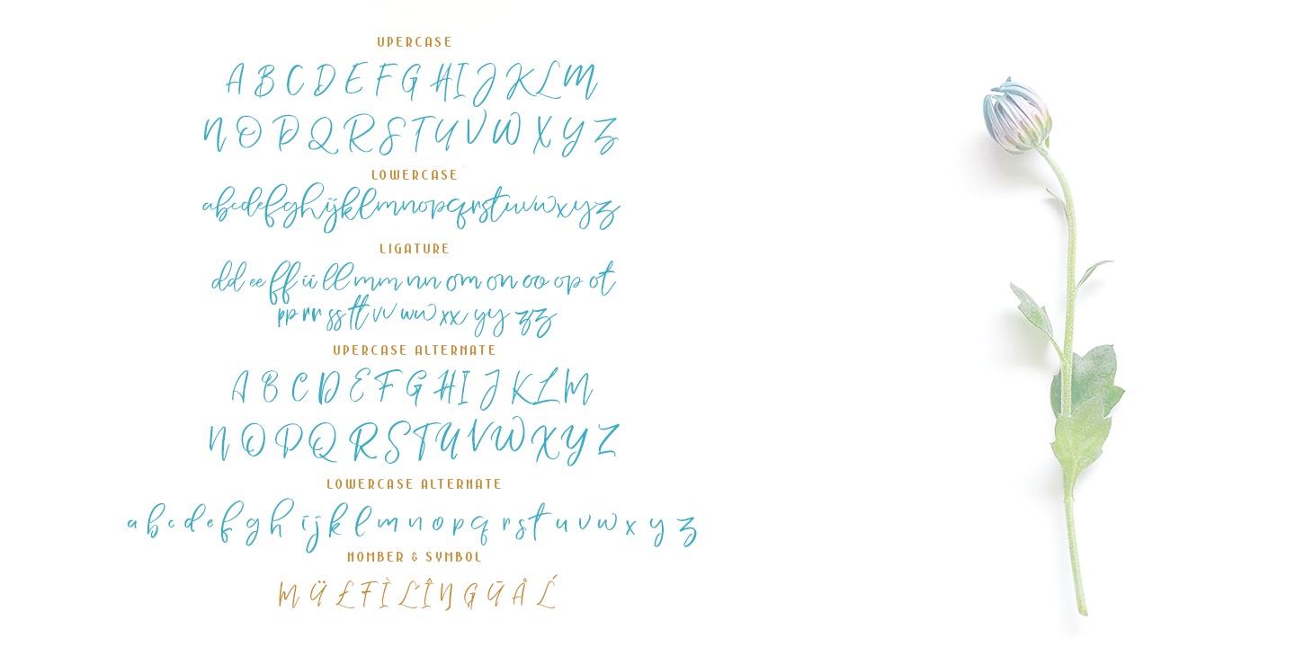 NERMOLA Scripcy Font
