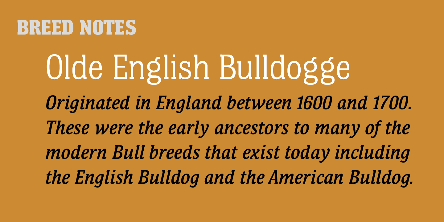 Bulldog Hunter Std®