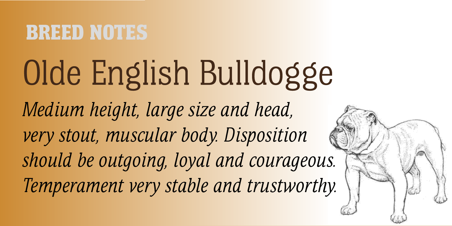 Bulldog Hunter Std®