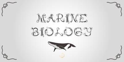 Font visual image of Wave