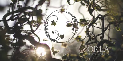 Font visual image of Magic Ivy