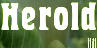 Herold