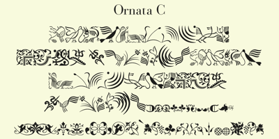 Ornata C