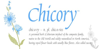 Chicory