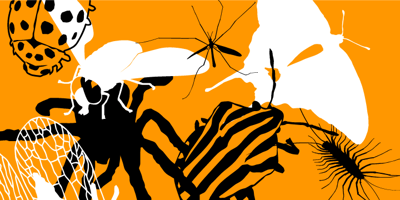 Insects